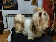 Purebred Shih Tzu puppies