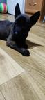 Masurian Angels OBM - Belgian Shepherd Puppies for sale from Poland