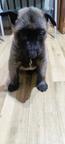 Masurian Angels OBM - Belgian Shepherd Puppies for sale from Poland