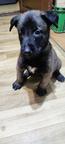 Masurian Angels OBM - Belgian Shepherd Puppies for sale from Poland