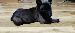 Masurian Angels OBM - Belgian Shepherd Puppies for sale from Poland
