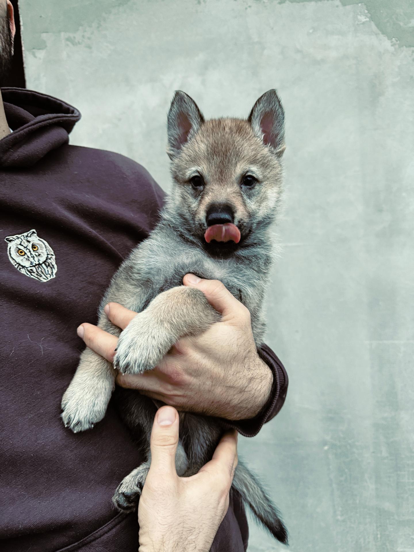 Czechoslovakian Wolfdog Puppies With A Pedigree Dogva
