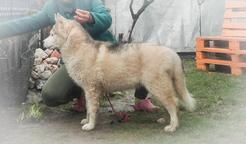 Siberian husky puppies from Serbia