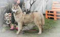 Siberian husky puppies from Serbia