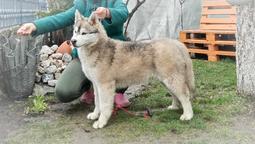 Siberian husky puppies from Serbia