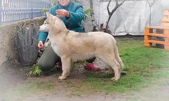 Siberian husky puppies from Serbia