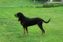 Pupies Black and Tan Coonhound for sale