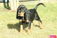 Pupies Black and Tan Coonhound for sale