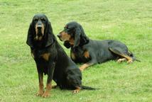 Pupies Black and Tan Coonhound for sale