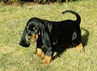 Pupies Black and Tan Coonhound for sale