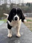 Landseer pups
