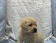 Labrador puppys