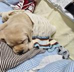 Love to play, but not like others, she is the most intelligent one and mostly love to sleep in people hands