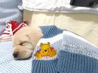 Labrador puppys