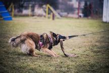 Belgian Shepherd Tervueren - FCI pedigree (male and female)