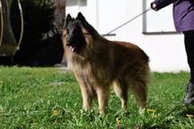 Belgian Shepherd Tervueren - FCI pedigree