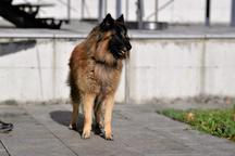 Belgian Shepherd Tervueren - FCI pedigree