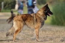 Belgian Shepherd Tervueren - FCI pedigree
