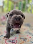 Staffy puppy, ch parents