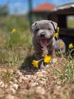 Staffy puppy, ch parents
