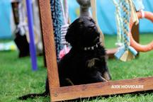 Hovawart puppies FCI with CoO for sale