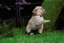 Hovawart puppies FCI with CoO for sale
