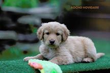 Hovawart puppies FCI with CoO for sale