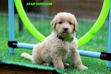 Hovawart puppies FCI with CoO for sale