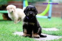 Hovawart puppies FCI with CoO for sale