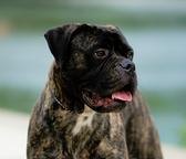 Downton Abbey Wonderface