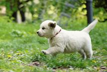 Golden retriever puppy
