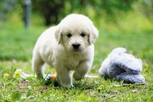 Golden retriever puppy