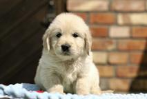 Golden retriever puppy