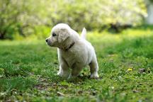 Golden retriever puppy
