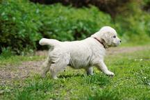 Golden retriever puppy
