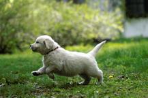 Golden retriever puppy