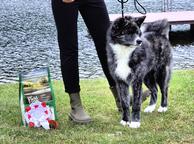 Akita inu puppy with pedigree FCI and AKIHO, female