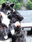 Akita inu puppy with pedigree FCI and AKIHO, female