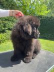 Newfoundland puppies for sale