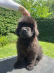 Newfoundland puppies for sale