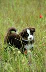 Miniature American Shepherd (MAS) puppy