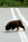 Miniature American Shepherd (MAS) puppy