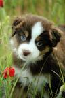 Miniature American Shepherd (MAS) puppy