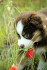 Miniature American Shepherd (MAS) puppy