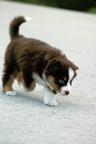 Miniature American Shepherd (MAS) puppy