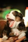 Miniature American Shepherd (MAS) puppy