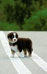 Miniature American Shepherd (MAS) puppy