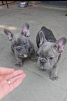French Bulldog Puppy – Blue Male