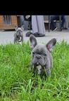 French Bulldog Puppy – Blue Male