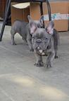 French Bulldog Puppy – Blue Male